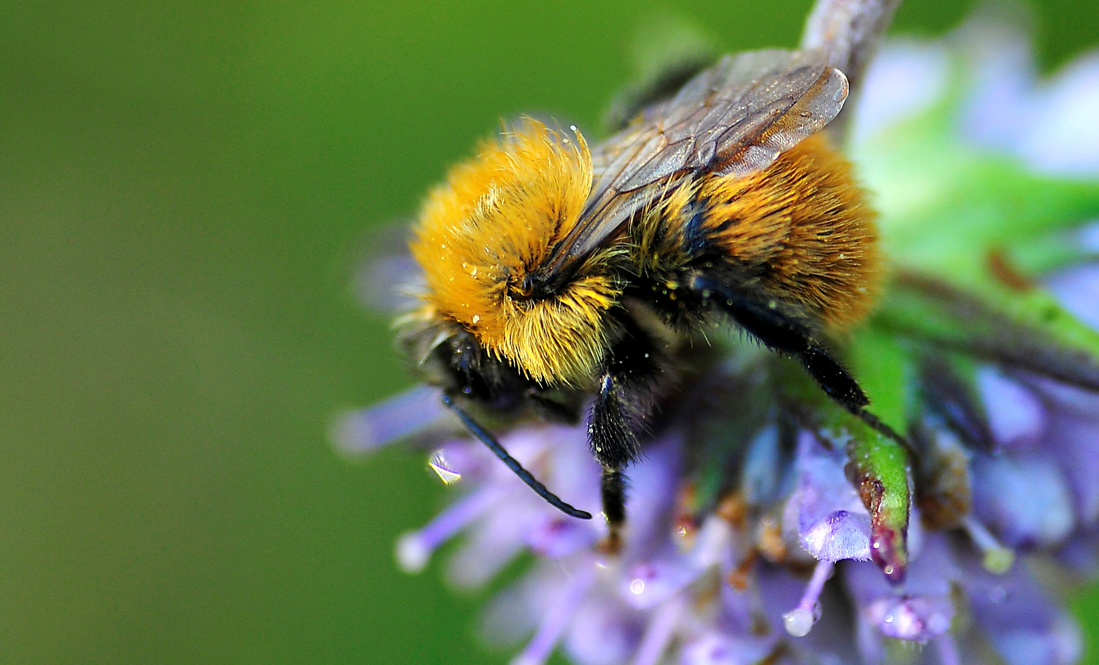 Turneringar framover